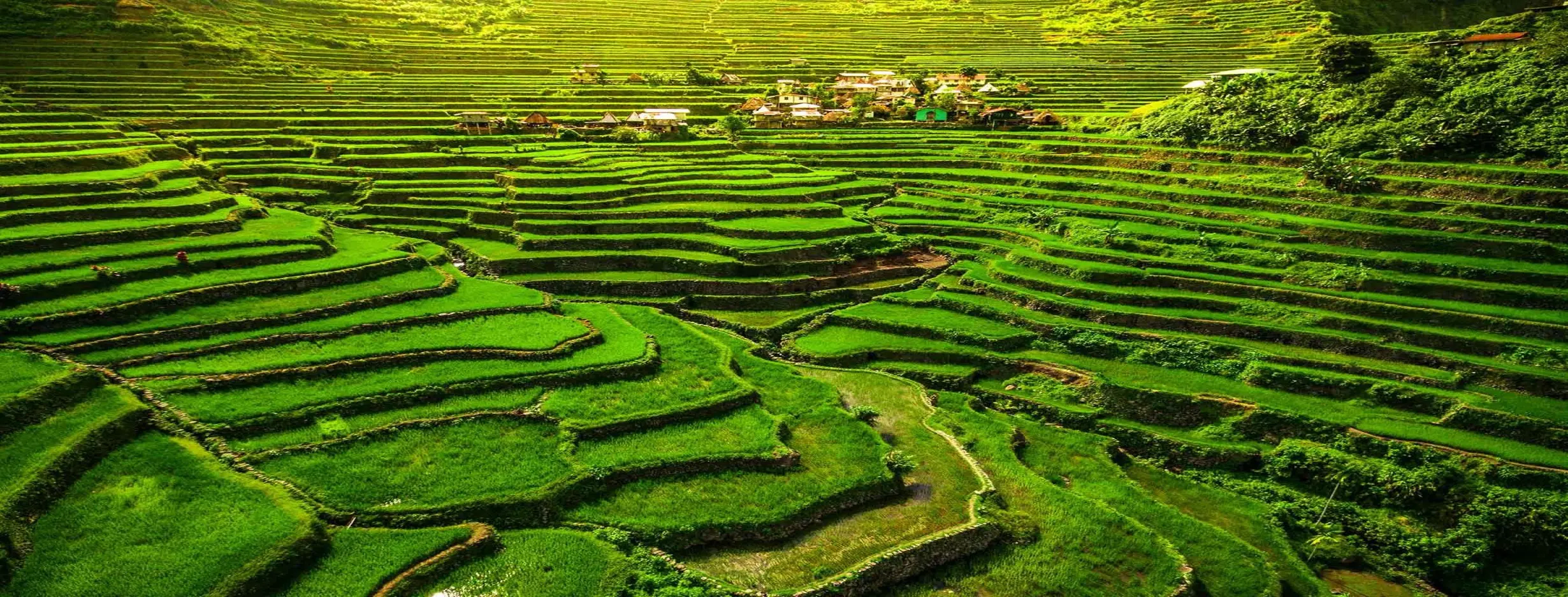Image for Rice Terraces